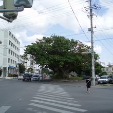 隣のビルと木の大きさと比べて下さい！