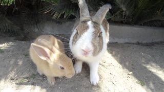 野生のうさぎの島、大久野島