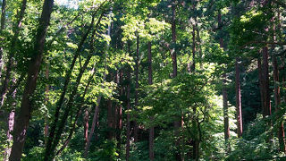 手軽に森林浴♪