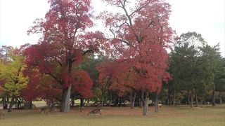 あちこちに鹿が