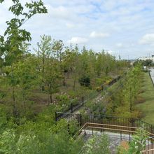 二子玉川公園です。新しい公園です。植林して間もないか？
