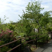 二子玉川公園の樹木です。