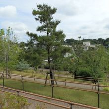 樹木の間から「旧清水邸書院」が見えます。