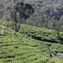 辺り一面、茶畑が広がっています！