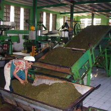 紅茶工場の工程を見学できます！