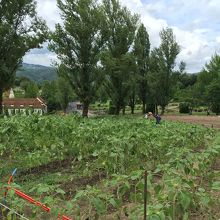 ひまわり畑、暑い中ご苦労さまです。