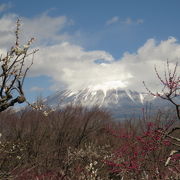 梅と富士のコラボ