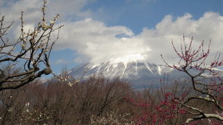 梅と富士のコラボ