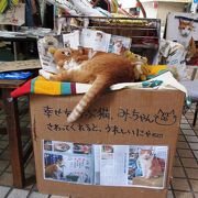 通りの奥に ネコ店長がいます