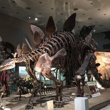 ステゴザウルス