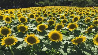1万本のヒマワリ見頃です♪