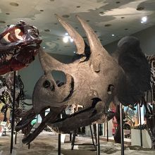 トリケラトプスとTーレックスの頭