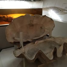 ミロのヴィーナスが出て来そうなシャコ貝と、巨大イカ