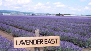 一面のラベンダー畑