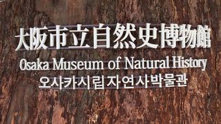 久しぶりに恐竜に会いに来た！