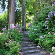 紫陽花に覆われる石段、見事なお堂、びわ湖一望の眺めは最高♪