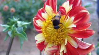 世羅梨を買うついでにダリア祭り