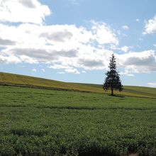 均整のとれた美しい木