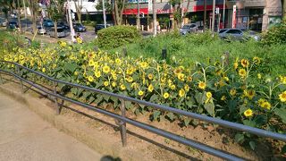 野球場とひまわり