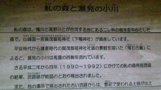 原生林のような歴史ある糺の森です