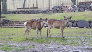 雨の中では動きが鈍いのかな