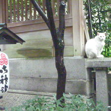 鳥居の前でひと休み中のネコちゃん。
