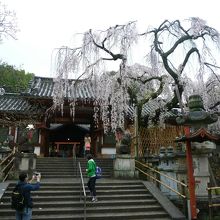 氷室神社境内のしだれ桜