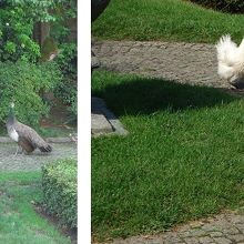 中庭にいた鶏やキジは……食用？