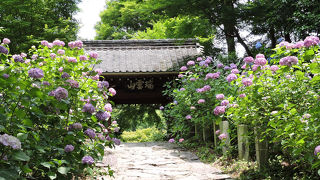 三河のアジサイ寺