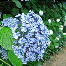 アスレチックに上る途中の道は、景色もいいし紫陽花も綺麗。