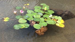 リピーター決定