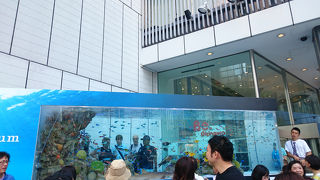 銀座の真ん中で熱帯魚