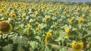 菜の花もいいけどヒマワリもね