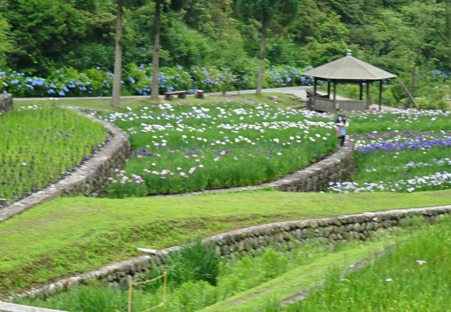播州山崎花菖蒲園 クチコミ アクセス 営業時間 宍粟 フォートラベル 播州山崎花菖蒲園 クチコミ アクセス 営業時間 宍粟 フォートラベル