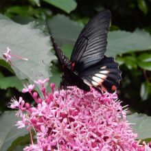 お花と蝶を見ました