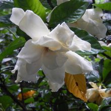 お花が咲いています