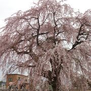 しだれ桜