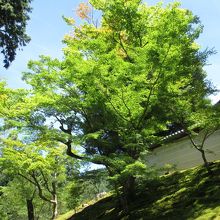 白壁に深緑と苔が輝く外塀