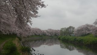 地元の桜の名所