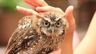 鳥たちと触れあいができる清潔感あふれる場所