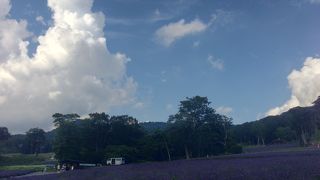 とにかく夏は涼しい高地のラベンダー園