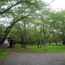 臼杵公園のソメイヨシノ