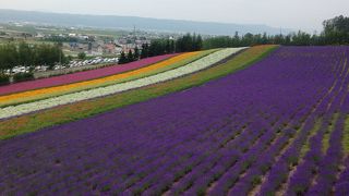 満開のラベンダー★ファーム富田