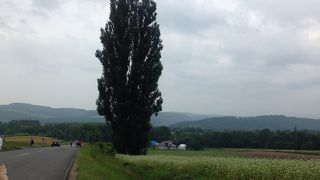 パッチワークの路★ケンとメリーの木