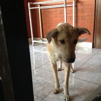 看板ワンコ。何処に行ってしまったの(T_T)？？