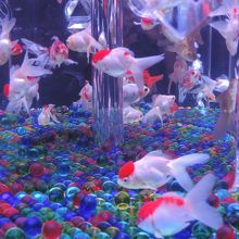 金魚のアート