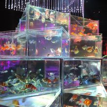 インフィニトリアム