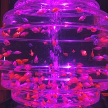 大量の金魚の舞