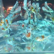 カレイドリアム３Ｄ