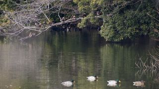 大池緑地公園